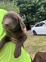 Ace, a male Labrador Retriever for sale in Georgetown, SC – Photo 2 of 4