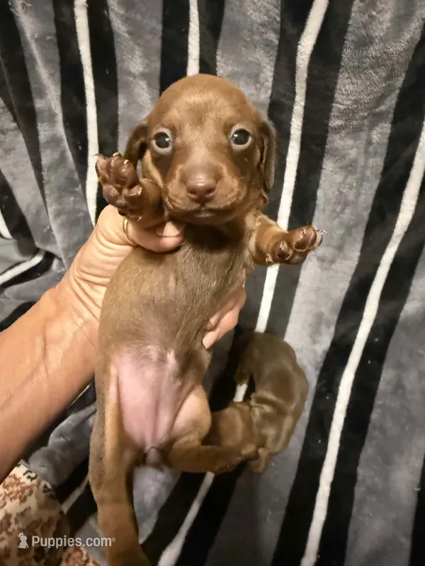 baby girl  – Miniature Dachshund puppy for sale in Pass Christian, MS