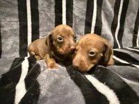 baby boy, a male Miniature Dachshund for sale in Pass Christian, MS – 2 of 2