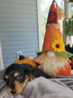 Brownie boy, a male Miniature Dachshund for sale in Pass Christian, MS – 2 of 2