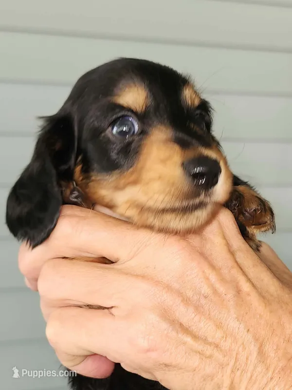 Brownie boy – Miniature Dachshund puppy for sale in Pass Christian, MS