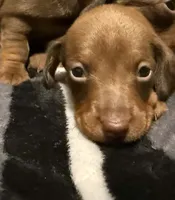 baby boy, a male Miniature Dachshund for sale in Pass Christian, MS – 1 of 2