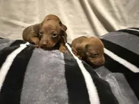 baby girl , a female Miniature Dachshund for sale in Pass Christian, MS – 2 of 2