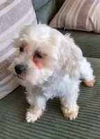 Bugsy, a male Shihpoo for sale in Cartersville, GA – 2 of 2