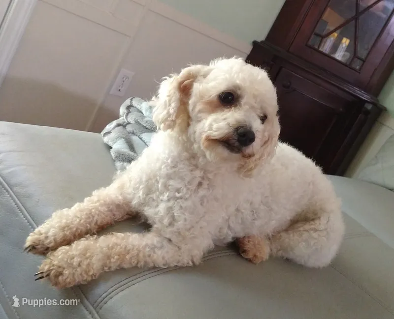 Popcorn – Poodle - Toy  puppy for sale in Cartersville, GA
