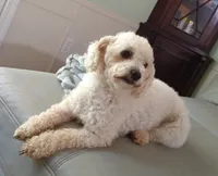 Popcorn, a female Poodle - Toy  for sale in Cartersville, GA – 1 of 2