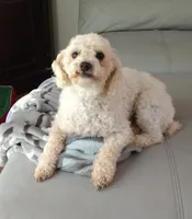 Popcorn, a female Poodle - Toy  for sale in Cartersville, GA – 2 of 2