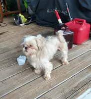 Lucky, a male Shih Tzu for sale in Cartersville, GA – 4 of 4
