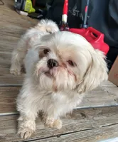 Lucky, a male Shih Tzu for sale in Cartersville, GA – 3 of 4
