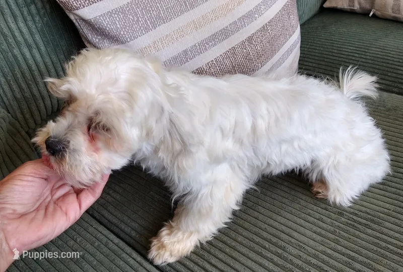 Bugsy – Shihpoo puppy for sale in Cartersville, GA