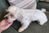 Bugsy, a male Shihpoo for sale in Cartersville, GA – 1 of 2