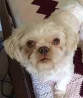 Lucky, a male Shih Tzu for sale in Cartersville, GA – 2 of 4