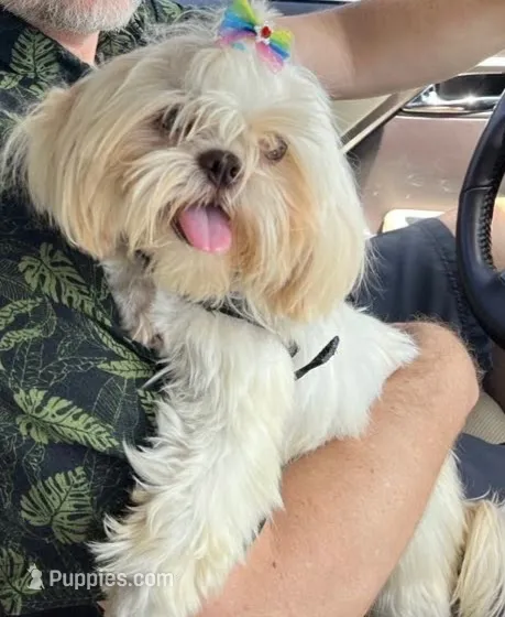 Lucky – Shih Tzu puppy for sale in Cartersville, GA