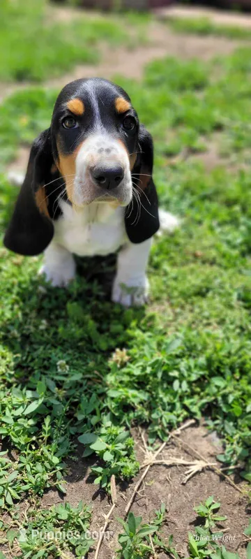 Princess  – Basset Hound puppy for sale in El Dorado, KS