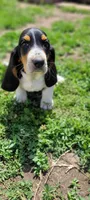 Princess , a female Basset Hound for sale in El Dorado, KS – 1 of 9