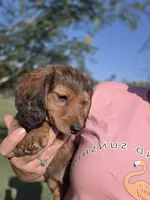 Rolo, a male Dachshund for sale in El Dorado, KS – 2 of 6