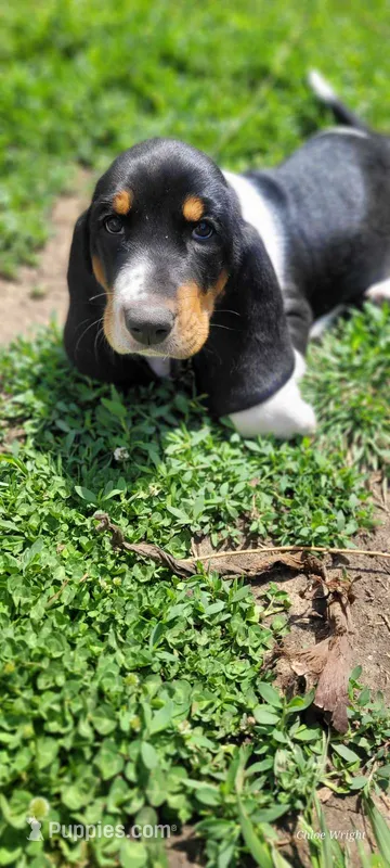 Beast – Basset Hound puppy for sale in El Dorado, KS