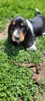 Beast, a male Basset Hound for sale in El Dorado, KS – 1 of 9