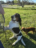 Princess , a female Basset Hound for sale in El Dorado, KS – 8 of 9