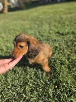 Rolo, a male Dachshund for sale in El Dorado, KS – 4 of 6