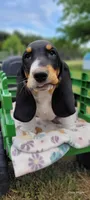Beast, a male Basset Hound for sale in El Dorado, KS – 3 of 9