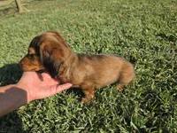 Rolo, a male Dachshund for sale in El Dorado, KS – 3 of 6