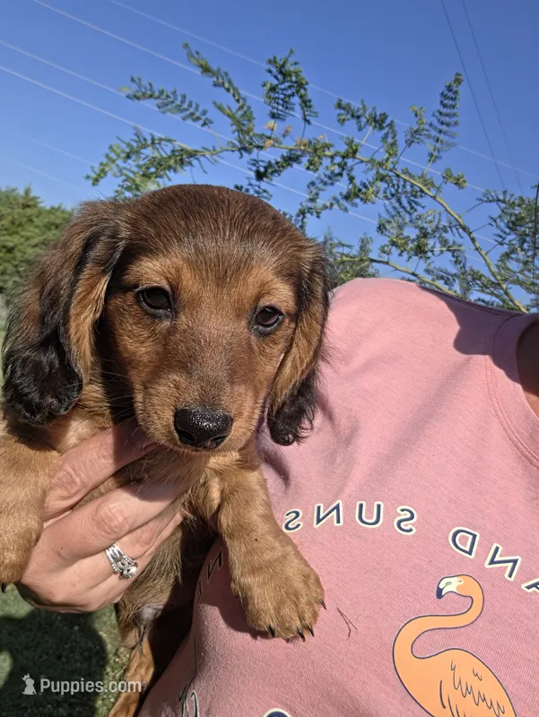 Snickers  – Dachshund puppy for sale in El Dorado, KS