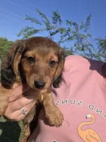 Snickers , a male Dachshund for sale in El Dorado, KS – 1 of 6