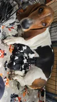 Princess , a female Basset Hound for sale in El Dorado, KS – 7 of 9
