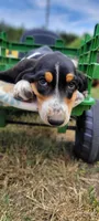 Princess , a female Basset Hound for sale in El Dorado, KS – 5 of 9