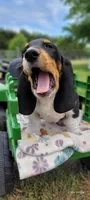 Beast, a male Basset Hound for sale in El Dorado, KS – 5 of 9
