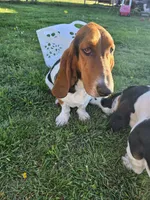 Beast, a male Basset Hound for sale in El Dorado, KS – 6 of 9