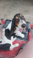 Beast, a male Basset Hound for sale in El Dorado, KS – 9 of 9