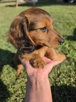 Snickers , a male Dachshund for sale in El Dorado, KS – 2 of 6