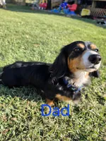 Rolo, a male Dachshund for sale in El Dorado, KS – 6 of 6
