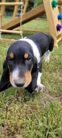 Beast, a male Basset Hound for sale in El Dorado, KS – 4 of 9
