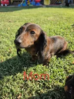 Snickers , a male Dachshund for sale in El Dorado, KS – 5 of 6
