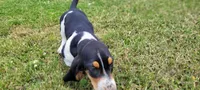 Princess , a female Basset Hound for sale in El Dorado, KS – 4 of 9