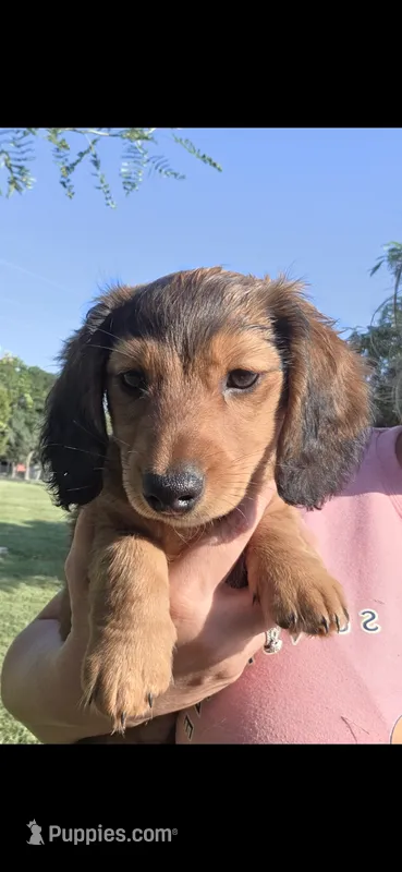 Rolo – Dachshund puppy for sale in El Dorado, KS
