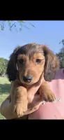 Rolo, a male Dachshund for sale in El Dorado, KS – 1 of 6