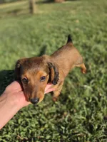 Snickers , a male Dachshund for sale in El Dorado, KS – 4 of 6