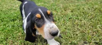 Princess , a female Basset Hound for sale in El Dorado, KS – 3 of 9