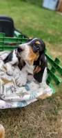 Princess , a female Basset Hound for sale in El Dorado, KS – 2 of 9