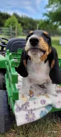 Beast, a male Basset Hound for sale in El Dorado, KS – 2 of 9