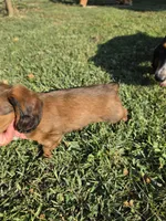 Snickers , a male Dachshund for sale in El Dorado, KS – 3 of 6