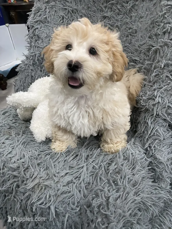 Boy 2 – Shihpoo puppy for sale in Durham, NC