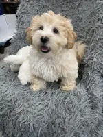 Boy 2, a male Shihpoo for sale in Durham, NC – 1 of 9