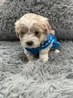 Girl 2, a female Shihpoo for sale in Durham, NC – 4 of 10