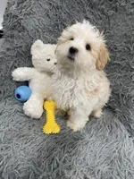 Boy 1 , a male Shihpoo for sale in Durham, NC – 2 of 7