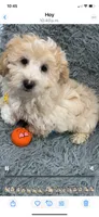 Boy 2, a male Shihpoo for sale in Durham, NC – 2 of 9